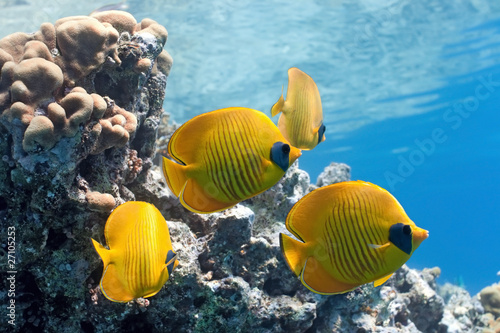 Shoal of butterfly fish on the reef