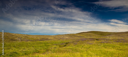 Green meadow