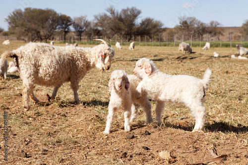 Baby and adult goats in farm meadow