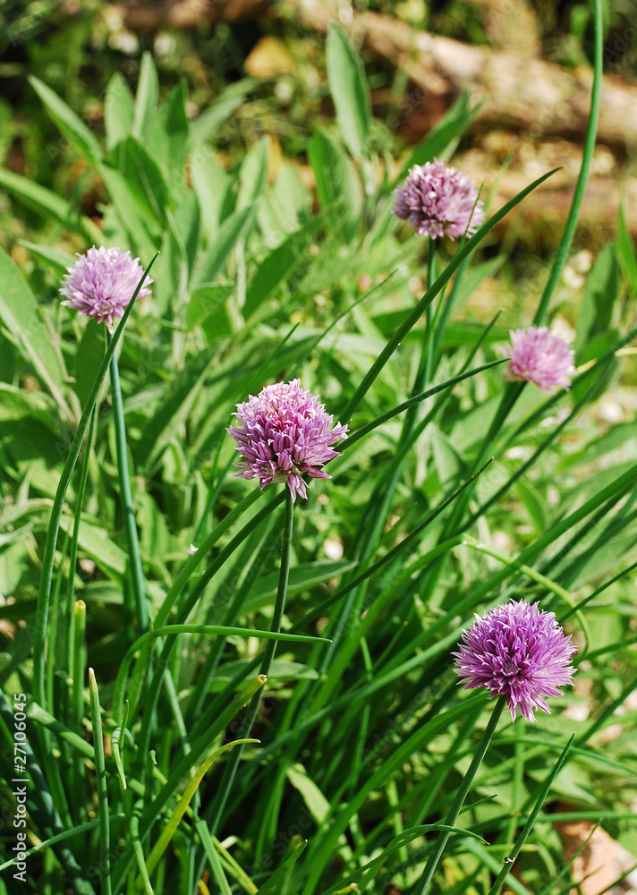 Flowering Chive Plant Flowering Chive Plant