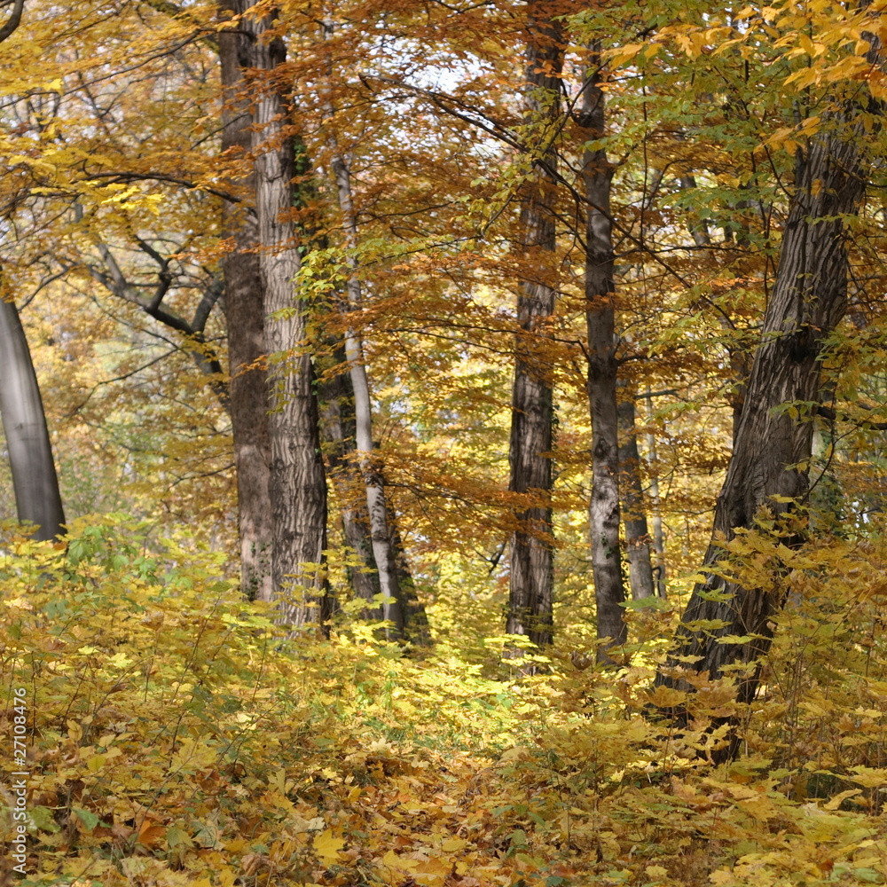 autumn forest landscape autumn forest landscape