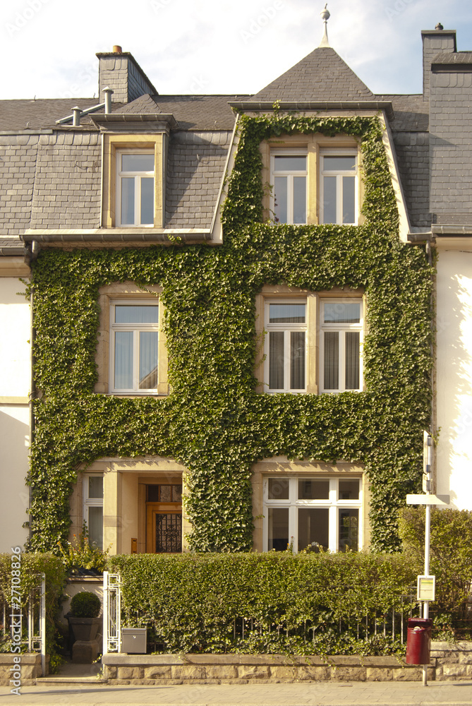 House covered with neatly treated ivy