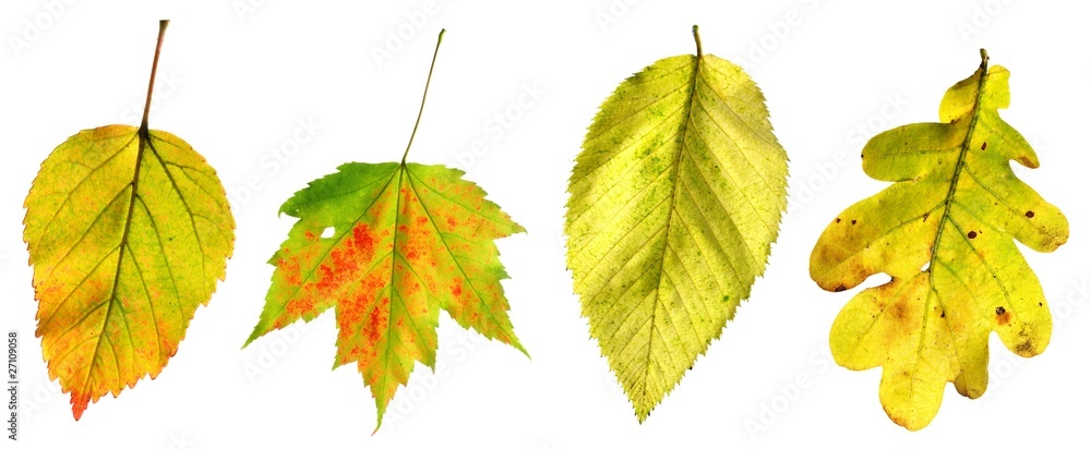 versch. Herbstblätter versch. Herbstblätter
