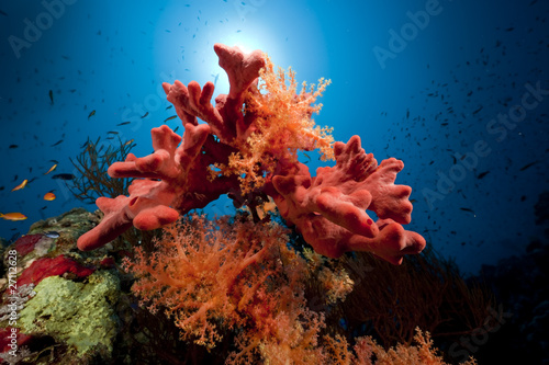 Fototapeta Fish, coral and ocean