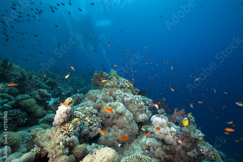 Fish  coral and ocean