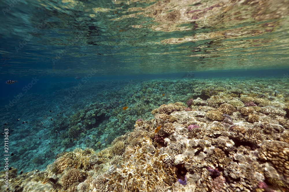 Fish, coral and ocean