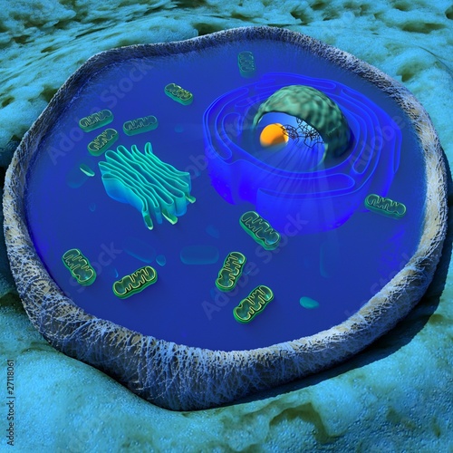 human cell