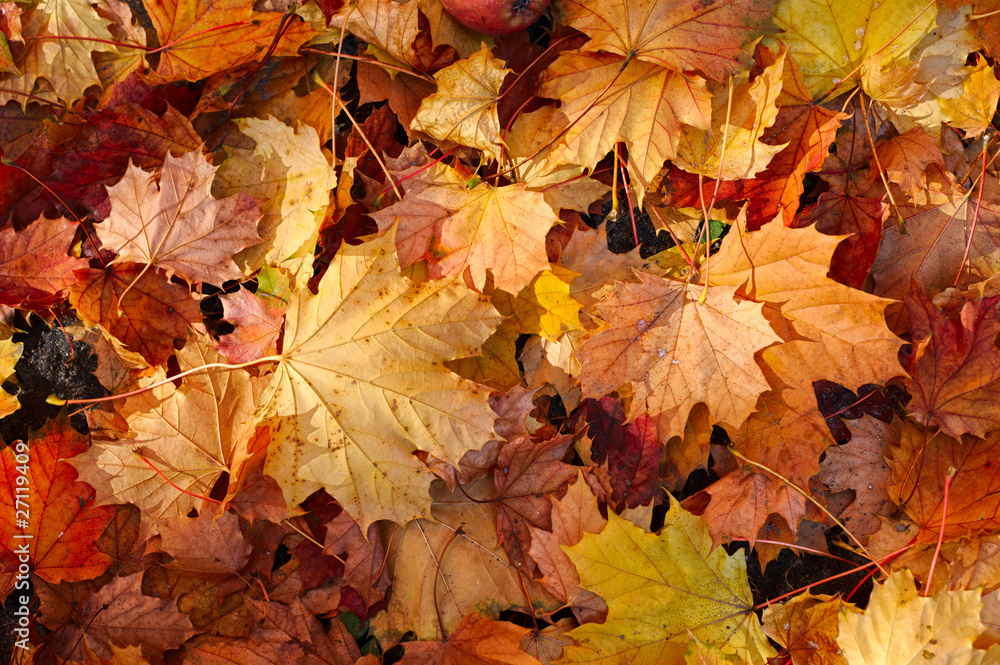 Fototapeta premium autumn leafs