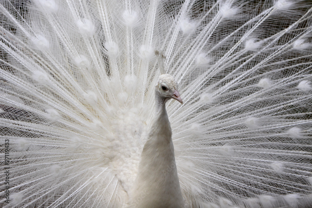 Naklejka premium Weisser Pfau