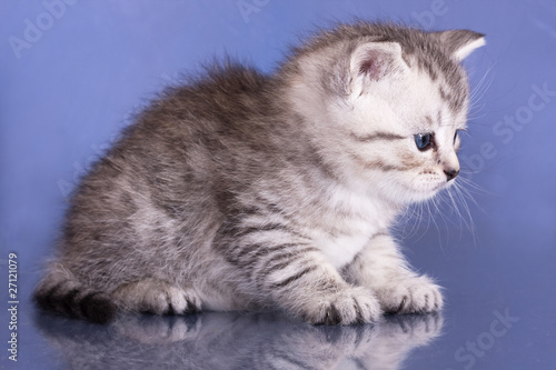 British kitten © liliya kulianionak