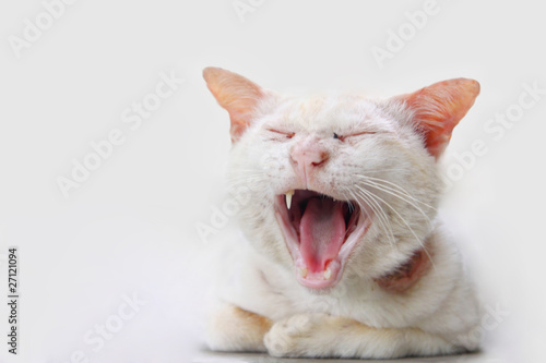 Yawning cat