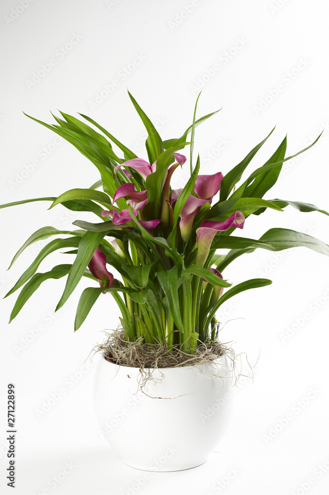 Purple flower in white pot