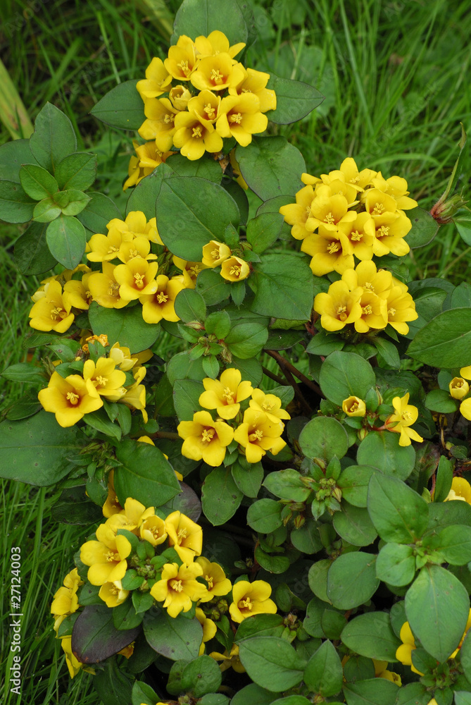 Obraz premium Lysimachia congestiflora 'Lyssi' / Lysimaque