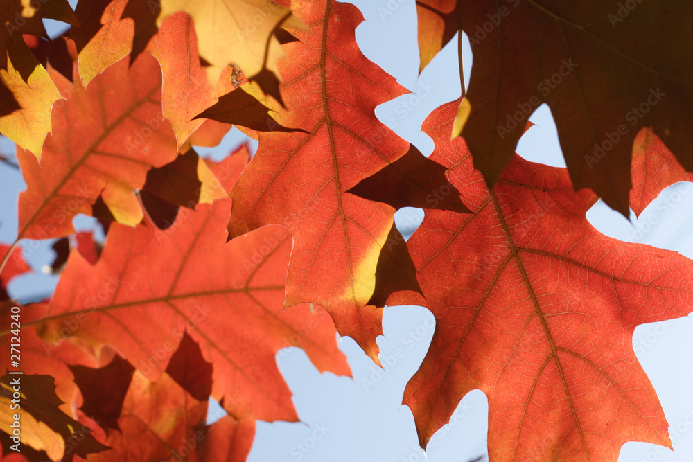 autumn leaves - obrazy, fototapety, plakaty 