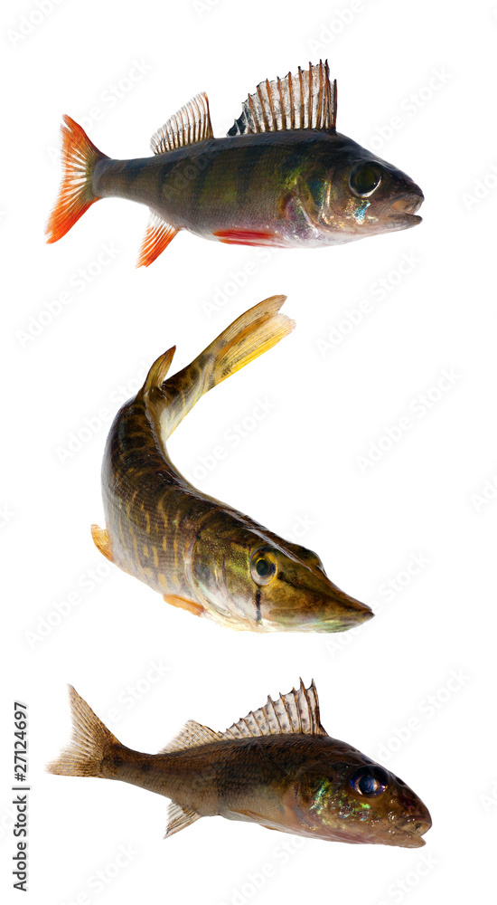 Naklejka premium three isolated fishes