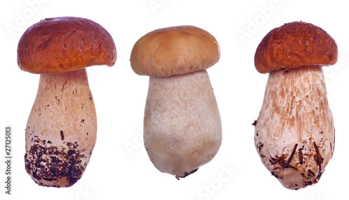 three cep mushrooms on white