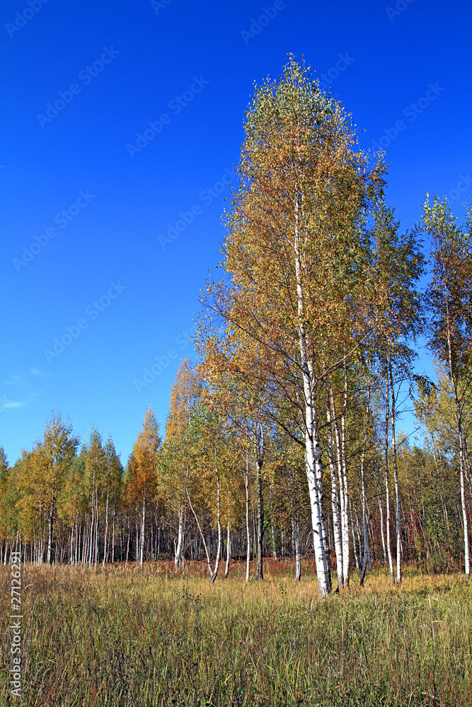 yellow birch on autumn field