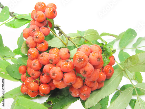 mountain ash berries on branch photo