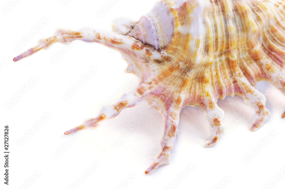 seashell isolated on white background seashell isolated on white background