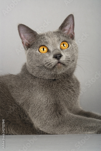 Fotografia Chat / Race : Chartreux
