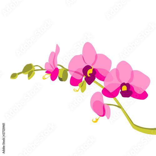 Orchid