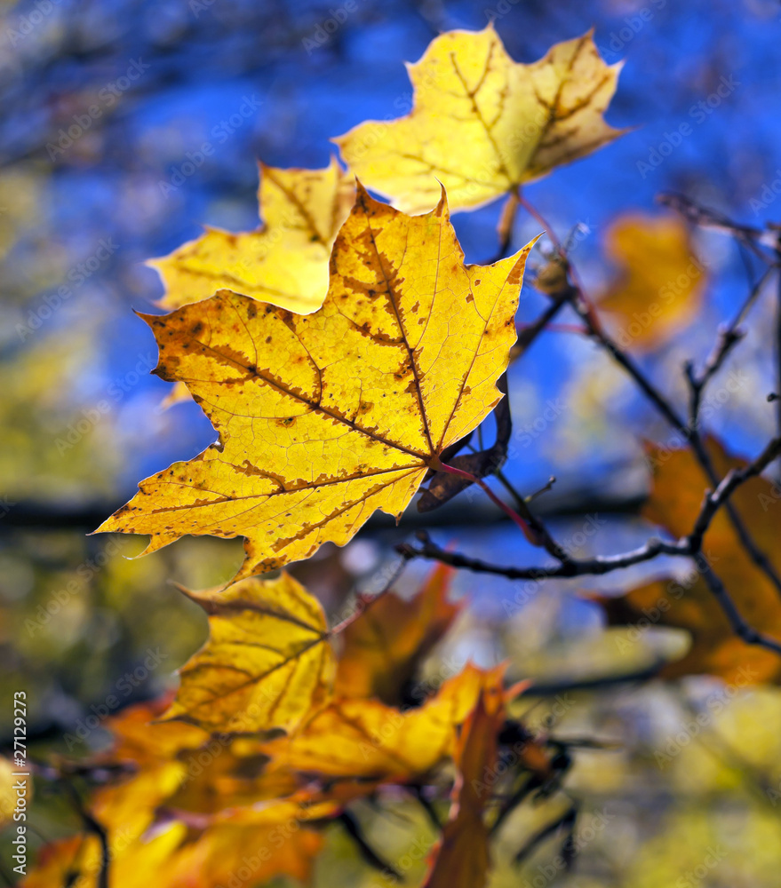 Beautiful autumn