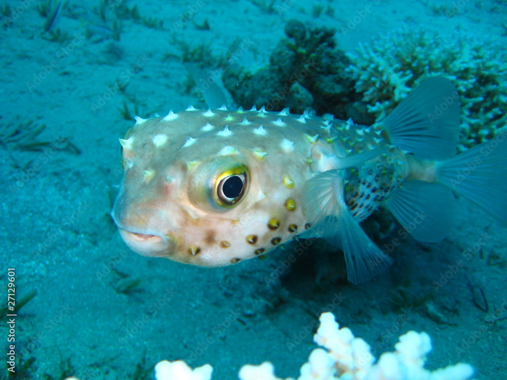 Igelfisch