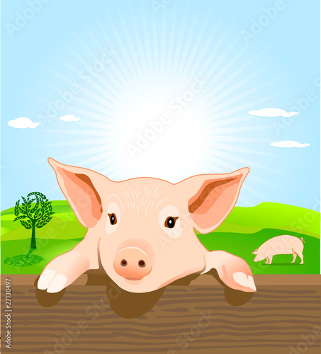schweinchen