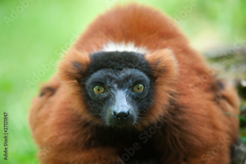 Beautiful red ruffed lemur © Eric Gevaert