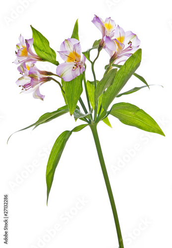 Alstroemeria lily