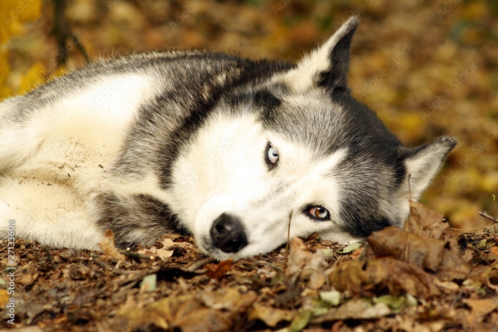 Siberian Husky im Herbst Wald