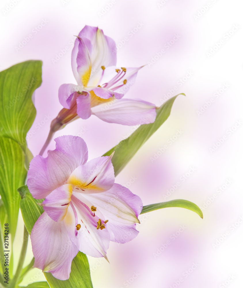 Fototapeta premium Alstroemeria lily on colored background