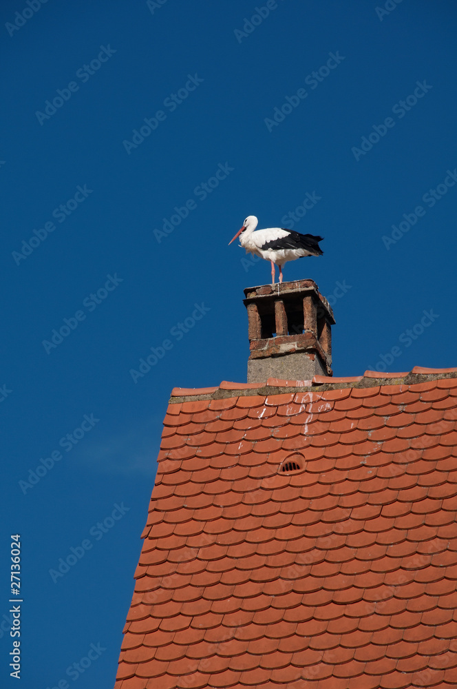 Stork