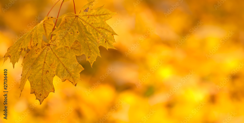 Orange autumn leaves background with very shallow focus Orange autumn leaves background with very shallow focus