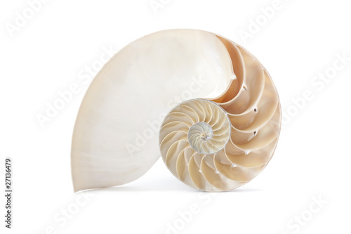 Stampa su tela Nautilus shell and famous geometric pattern
