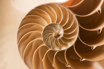 Papier peint photo Photographie macro Motif spiralé de coquille nautile  © barneyboogles