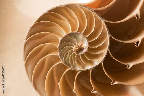Obraz close up nautilus shell pattern