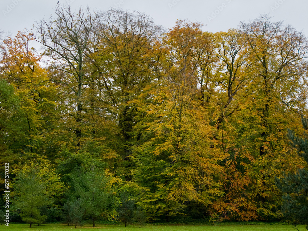 beech trees and coniferous trees in autumn with colored leaves
