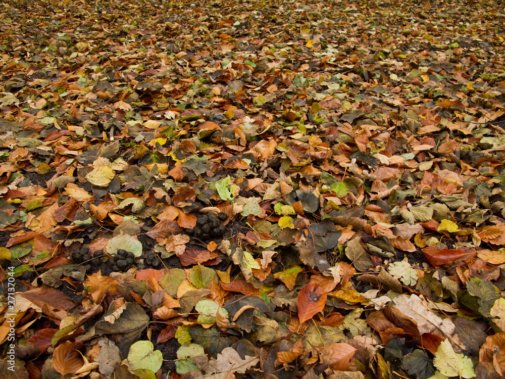 forest floor in autumn covered by leaves and with deer feces forest floor in autumn covered by leaves and with deer feces