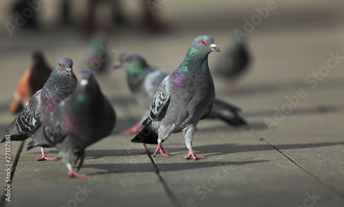Walking pigeons