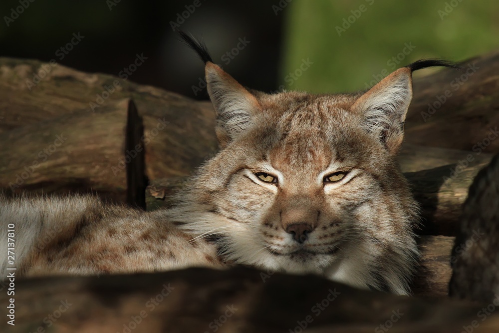 Obraz premium Le lynx