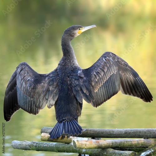 Le grand cormoran photo