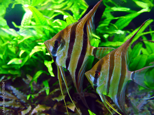 Pterophyllum scalare photo