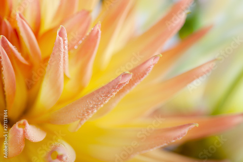 Dahlie mit Tautropfen