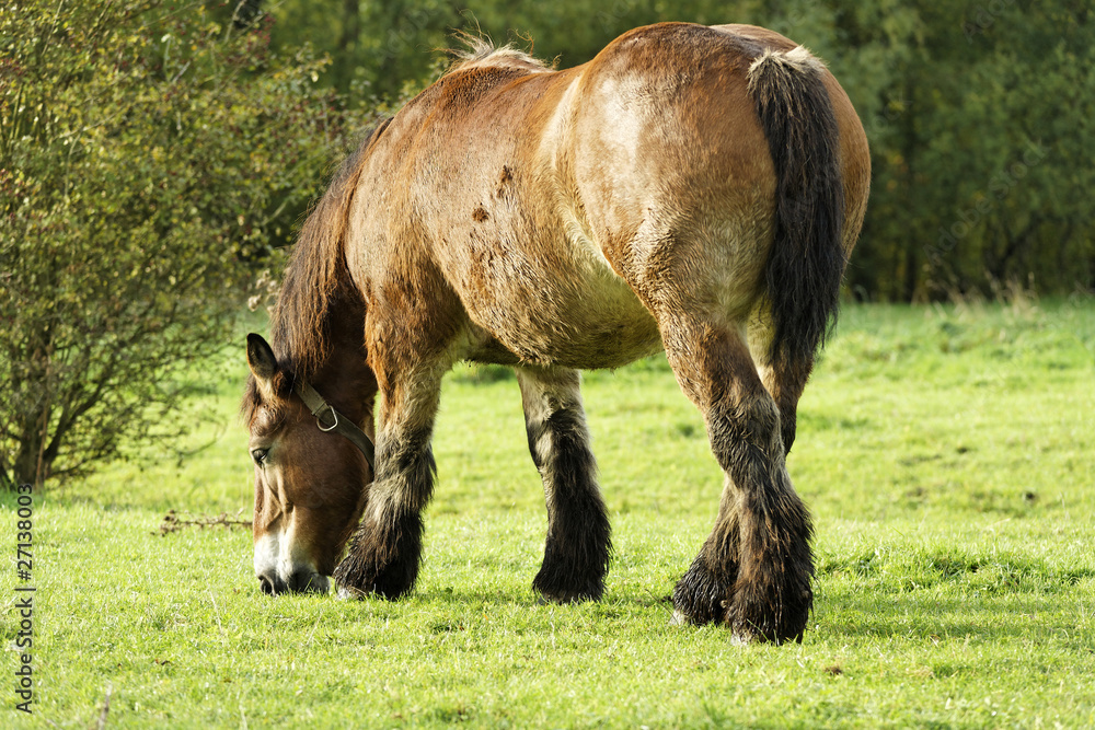 cheval cheval
