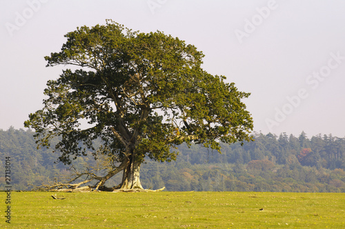 lone tree in the new forest photo