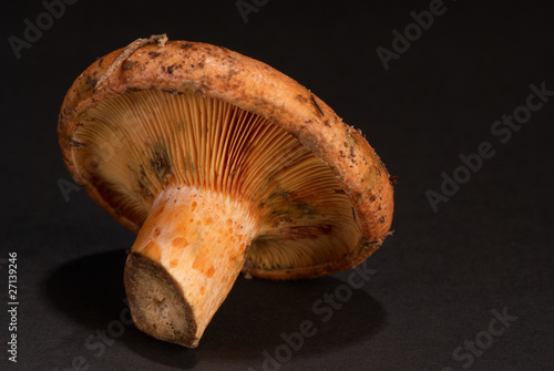 Red pine mushroom photo