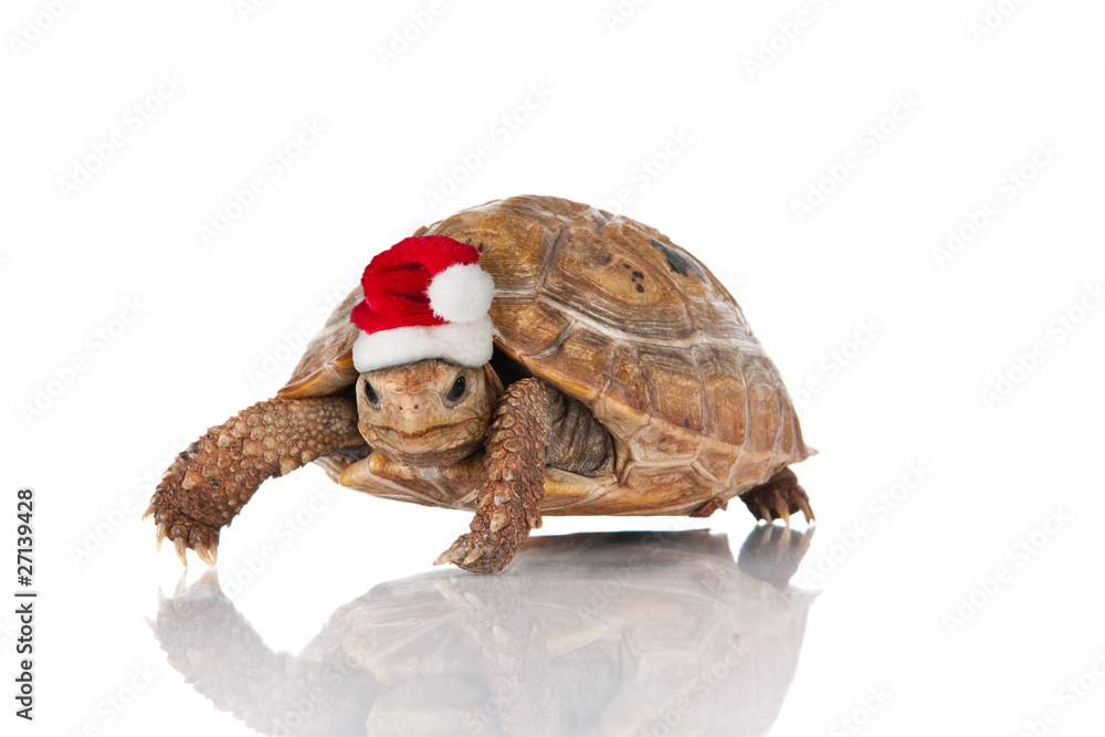 Naklejka premium christmas turtle.