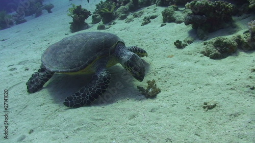 Hawksbill turtle on the sandy ocean floor