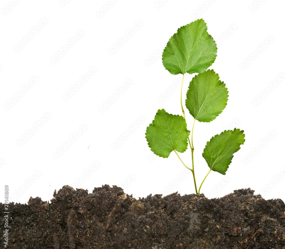 Tree seedling growing from soil Tree seedling growing from soil